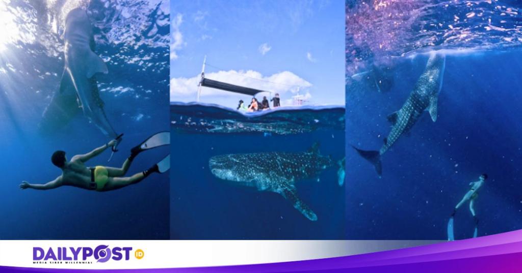 Humprey Afrianto Memperkenalkan Pesona Teluk Saleh, Destinasi Ekowisata Hiu Paus di&nbsp;Sumbawa