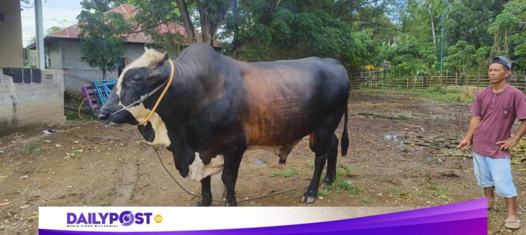 Bantuan Sapi Iduladha di Gorontalo dari Presiden Berbobot 991&nbsp;Kg